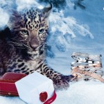 Love Cartier