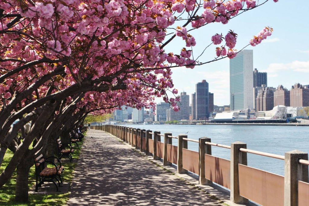 roosevelt-island-_promenade_and_cherry_blossoms-rioc__x_large